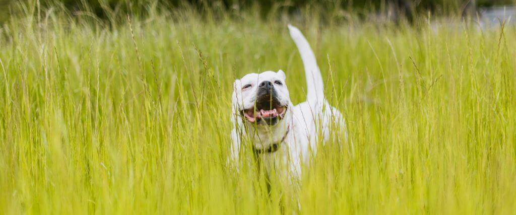 Dog walking through tall grass with risk for ticks