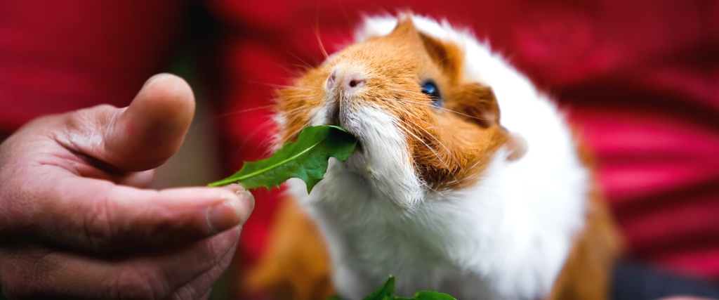 Why Guinea Pigs Make Great Pets