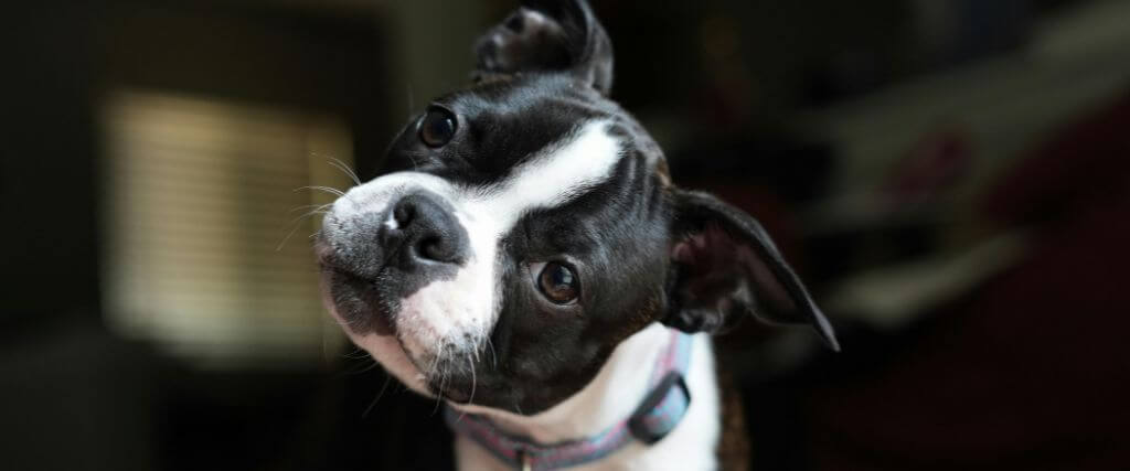 Dog tilting its head to the side