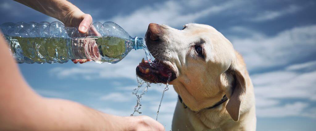 Dog drinking from water bottle poured by owner