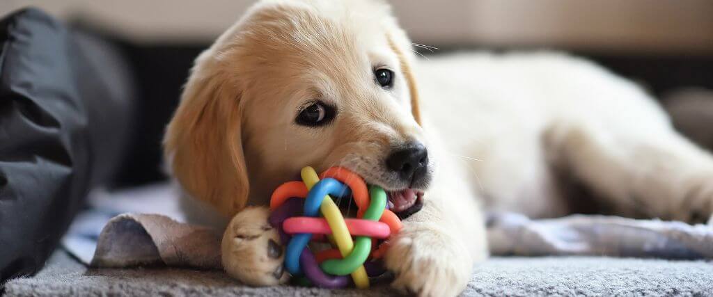 Why Resource Guarding in Dogs Is a Problem & What to Do About It